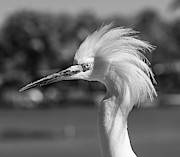 Snowy Egret Portrait Monochrome Photograph by Stefano Senise