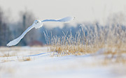 Snowy owl taking flight Photograph by Rudy Viereckl