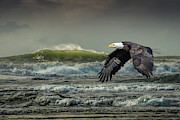 Soaring by the Sea Photograph by Jerry Cahill