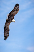 Soaring eagle  Photograph by Rudy Viereckl