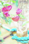 Soft and Light 39 Photograph by Becqi Sherman Soft and Light 39 Photograph by Becqi Sherman
