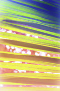Soft and Light 9 Photograph by Becqi Sherman Soft and Light 9 Photograph by Becqi Sherman