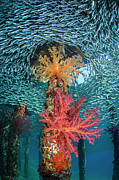 Soft Corals In Shallow Water, Berenice Jetty, Aqaba, Jordan Photograph by Alex Mustard / Naturepl.com