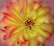 Soft Curves Dahlia Photograph by Mary Jo Allen