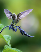 Soft landing  Photograph by Rudy Viereckl