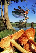 Soldier Beetle Photograph by Science Photo Library
