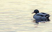 Somber Duck Photograph by Scott Lyons Somber Duck Photograph by Scott Lyons