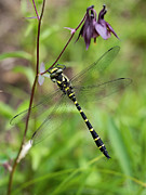 Sombre Goldenring Dragonfly Resting On Plant Stem, Upper Photograph by Konrad Wothe / Naturepl.com Sombre Goldenring Dragonfly Resting On Plant Stem, Upper Photograph by Konrad Wothe / Naturepl.com