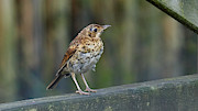 Song Thrush Turdus philomelos Photograph by Sapiens Verbum Song Thrush Turdus philomelos Photograph by Sapiens Verbum