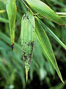 Sooty Mould On Bamboo Leaves Photograph by Science Photo Library