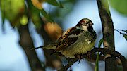 Spanish Sparrow Passer hispaniolensis Cadiz Photograph by Sapiens Verbum Spanish Sparrow Passer hispaniolensis Cadiz Photograph by Sapiens Verbum