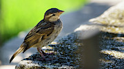 Sparrow on a Wall Photograph by Sapiens Verbum Sparrow on a Wall Photograph by Sapiens Verbum