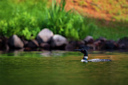 Spider lake loon Photograph by Rudy Viereckl