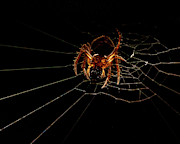 Macro Photography - Spider on Web Photograph by Amelia Pearn