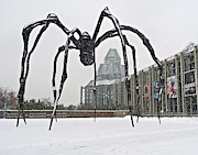 Spidey Sense Photograph by Mike Reilly