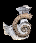 Spiny Ammonite Fossil Photograph by Science Photo Library