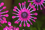 Spoon Daisies (osteospermum 'whirligig') Photograph by Science Photo Library