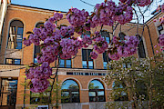 Spring Bloom at Salem State University Salem MA Photograph by Toby McGuire