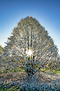 Spring Photograph by Brad Bellisle Spring Photograph by Brad Bellisle