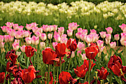 Spring Colors Photograph by Kristia Adams