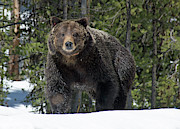 Spring Grizzly Bear in Yellowstone National Park 02 Photograph by Bruce Gourley