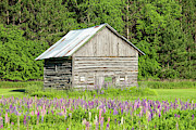 Spring Lupine Farm 20 Photograph by Brook Burling