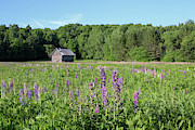 Spring Lupine Farm 22 Photograph by Brook Burling