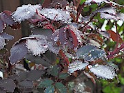 Spring Rose Rain Beads Photograph by Richard Thomas