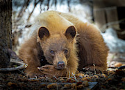 Spring Slumber  Photograph by Kevin Dietrich
