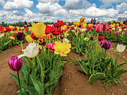 Spring Tulips Photograph by Louis Dallara
