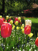 Spring Tulips Photograph by Terri Brewster
