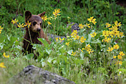 Springtime frolic Photograph by Rudy Viereckl