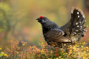 Spruce Grouse In Forest, Denali National Park, Alaska, Usa Photograph by Danny Green / Naturepl.com