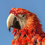 Squawk Photograph by Darrell Foster Squawk Photograph by Darrell Foster