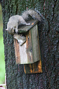 Squirrel Love Photograph by Brook Burling