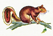 Squirrel on Branch Drawing by CSA Images Squirrel on Branch Drawing by CSA Images