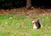 Squirrel stood up in grass Photograph by Scott Lyons Squirrel stood up in grass Photograph by Scott Lyons