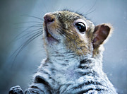 Squirrel with nose in the air Photograph by Scott Lyons Squirrel with nose in the air Photograph by Scott Lyons