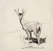 Standing Buck Drawing by Edward Borein