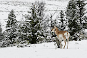 Standing Proud Photograph by Ronnie And Frances Howard