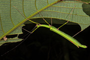 Stick Insect, Female, In Gunung Mulu National Park Photograph by Duncan Murrell / Naturepl.com Stick Insect, Female, In Gunung Mulu National Park Photograph by Duncan Murrell / Naturepl.com