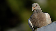 Stock Dove Columba oenas Head Shot Photograph by Sapiens Verbum