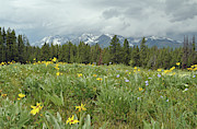 Stormy Tetons and Flowers Photograph by Bruce Gourley
