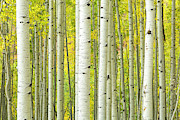 Straight and Narrow Photograph by Denise Bush