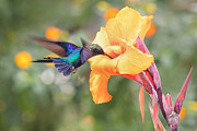 Straight To The Heart Photograph by Roelof De Hoog