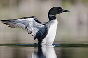 Stretching Loon Photograph by Donald M. Jones