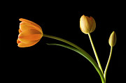 Studio Shot Of Yellow Tulips Photograph by Kristin Lee