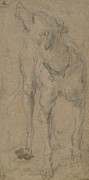 Study Of A Dog Drawing by Abraham Hondius Study Of A Dog Drawing by Abraham Hondius