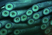 Sucker  mouths of lamprey eels   Photograph by Steve Estvanik