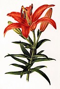 Sukashiyuri lily, Lilium maculatum Flowers of the Gardens and Hothouses of Europe, Belgium, 1851. Drawing by Album